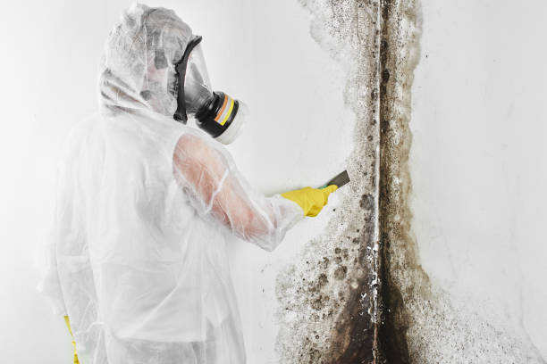 Best Fast Mold Removal  in Bazon, CA