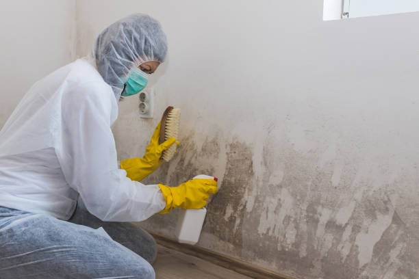 Best Same-Day Mold Removal  in Bazon, CA