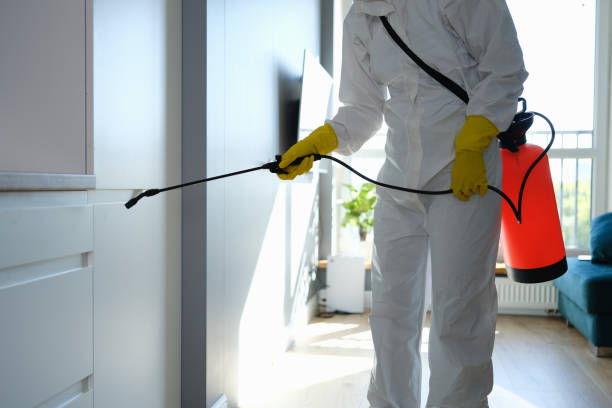 Mold Testing and Removal in Cabazon, CA