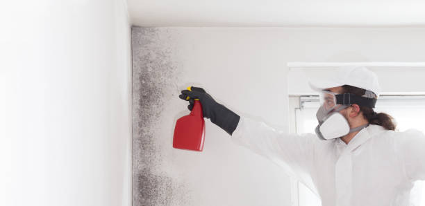 Home Mold Removal in Cabazon, CA