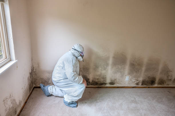 Best Toxic Mold Removal  in Bazon, CA